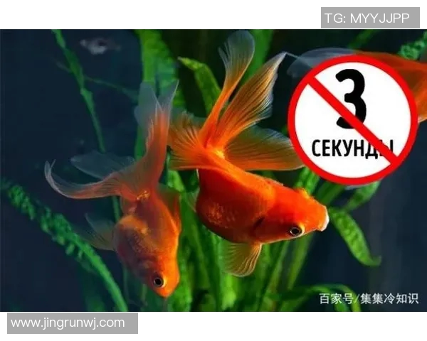 VAR背后的冷知识揭秘：你不知道的十大真相与误解解析